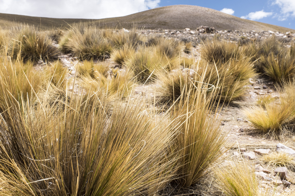 Bunch Grass Mathias Chapman wild chinchilla origin Desert Altipano Andes mountains